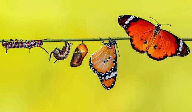 Amazing moment ,Monarch butterfly emerging from its chrysalis